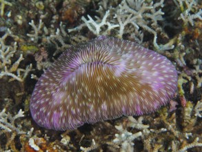 Purple mushroom coral (Fungia fungites) on a sea bed. Dive site Gondol Reef, Gondol, Bali,