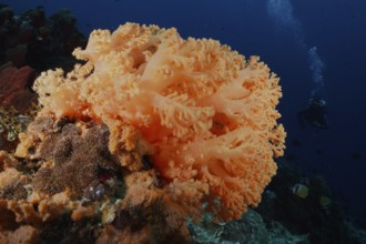 Large orange soft coral under water with deep background. Dive site SD, Nusa Ceningan, Nusa Penida,