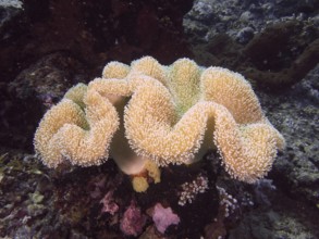 Beige coral with fine structures, mushroom leather coral (Sarcophyton glaucum), in an underwater