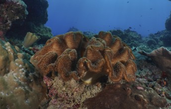 Large mushroom leather coral (Sarcophyton glaucum) on a tropical seabed. Dive site Toyapakeh, Nusa