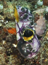 Gold sea squirt (Polycarpa aurata) in purple and yellow on the rough seabed. Dive site Prapat,