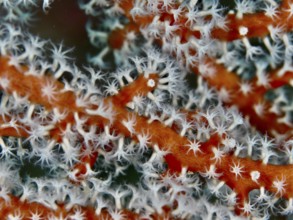 Detailed image of red coral branches of Godeffroy's soft coral (Siphonogorgia godeffroyi) with