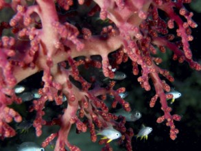 Close-up of Godeffroy's soft coral (Siphonogorgia godeffroyi) and fish, revealing a rich marine