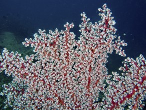 Dense white coral polyps of Godeffroy's soft coral (Siphonogorgia godeffroyi) form an impressive