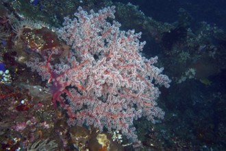 Filigree red coral structure, Godeffroy's soft coral (Siphonogorgia godeffroyi), rises in a