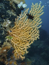 Filigree structure of a branch of Yellow gorgonian (Echinogorgia) in deep blue water. Dive site