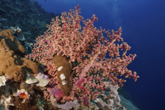 Eye-catching pink coral, Godeffroy's soft coral (Siphonogorgia godeffroyi), attracts in contrast to