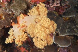 Detailed view of a yellow tree coral (Dendronephthya) in a richly textured marine environment. Dive