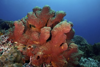 Striking Brown tube sponge (Porifera) rises from the detailed seabed. Dive site SD, Nusa Ceningan,