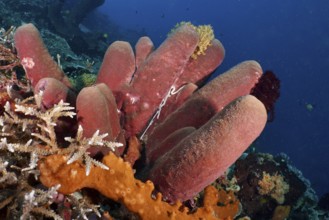 Brown tube sponge (Porifera) protrudes from the seabed in a blue underwater scene. Dive site SD,
