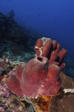 Brown tube sponge (Porifera) in the centre of the underwater landscape under a deep blue ocean