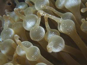 Detailed close-up of the tentacles of a bubble anemone (Entacmaea quadricolor) under water. Dive