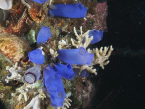 Blue Sea Squirt (Clavelina coerulea) in the ocean on a coral reef. Dive site Prapat, Penyapangan,