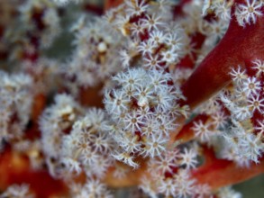 Detailed close-up of white polyps with fine structure of tree coral (Dendronephthya) . Dive site