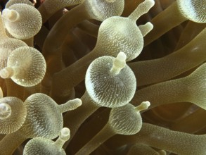 Close-up of a bubble anemone (Entacmaea quadricolor) with detailed tentacles. Dive site Toyapakeh,