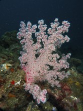 Light pink tree coral (Dendronephthya) under water on the seabed. Dive site Spice Reef,