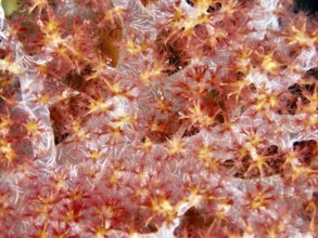 Close-up of tree coral (Dendronephthya) with fine details in the sea. Dive site Prapat,