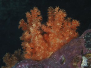 Bright orange tree coral (Dendronephthya) against a dark background in the sea. Dive site SD, Nusa