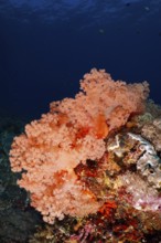 Bright orange tree coral (Dendronephthya) on a reef under water. Dive site Toyapakeh, Nusa