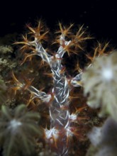 Soft coral with orange and white tentacles, orange tree coral (Dendronephthya), against a dark