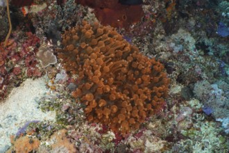 Copper anemone (Entacmaea quadricolor) spreads out over a colourful coral garden floor. Dive site