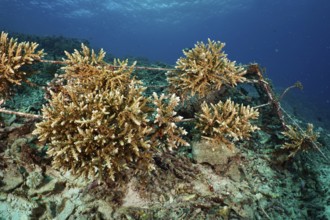 Underwater coral nursery to promote reef growth. Dive site SD, Nusa Ceningan, Nusa Penida, Bali,
