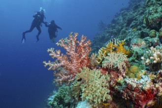 Divers explore a colourful coral reef with Klunzinger's tree coral (Dendronephthya klunzingeri) .
