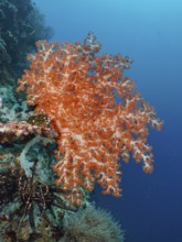 A magnificent orange-coloured soft coral, Klunzinger's Soft Coral (Dendronephthya klunzingeri), in