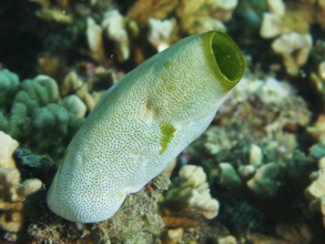 Green Urn Sea Squirt (Didemnum molle) with dotted pattern in a coral reef. Dive site Prapat,