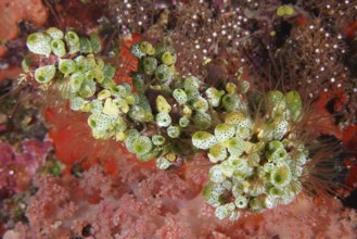 Green Urn Sea Squirt (Didemnum molle) in a lively coral landscape. Dive site Toyapakeh, Nusa