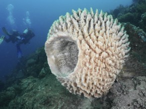 Barrel sponge, barrel sponge (Xestospongia testudinaria) in a diverse underwater ecosystem with