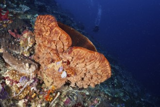 Barrel sponge, barrel sponge (Xestospongia testudinaria) in a lively underwater world. Dive site