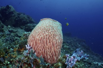 A Barrel sponge (Xestospongia testudinaria) rises majestically in clear blue water. Dive site SD,