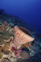 Barrel sponge, barrel sponge (Xestospongia testudinaria) on the reef, surrounded by marine life and