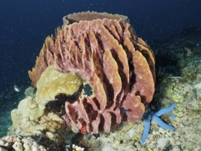 Massive structured Barrel sponge, barrel sponge (Xestospongia testudinaria) with blue starfish and