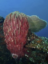 Barrel sponge, barrel sponge (Xestospongia testudinaria) on the ocean floor. Dive site wreck of the