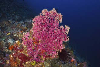 Large pink Godeffroy's soft coral (Siphonogorgia godeffroyi) in the deep blue sea, surrounded by