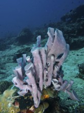 Sculptural large tubular sponge (Haliclona (Reniera) fascigera) on a light-coloured seabed in the
