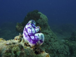 Purple-coloured golden sea squirt (Polycarpa aurata) on a rock in the depths of the dark blue ocean