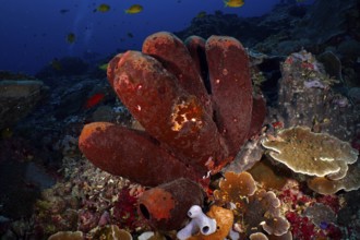 Brown tube sponge (Porifera) with an environment of various marine life forms under water. Dive