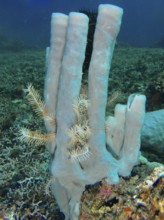 Blue-grey large tubular sponge (Haliclona (Reniera) fascigera) with filigree white elements in a