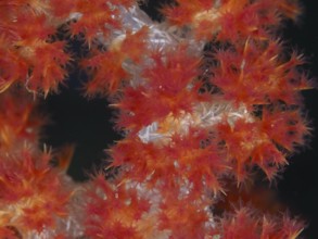Flowering red tree coral (Dendronephthya) with detailed structures. Dive site Twin Reef,