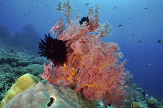 A magnificent red knotted fan (Melithaea ochracea) in the middle of a lively coral reef in blue sea