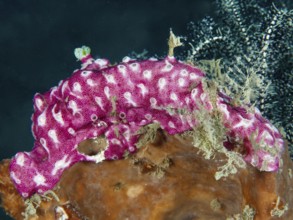 Pink mat sea squirt (Didemnum membranaceum), sea squirt, on a coral reef. Dive site Prapat,