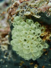 Cluster of green transparent sea squirts, Robust Reef Sea Squirt (Atriolum robustum) juvenile, on a