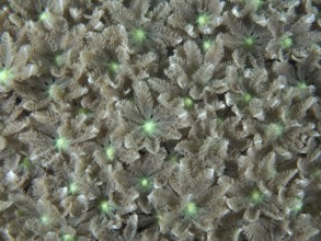 Beige-green star-shaped corals, tube coral (Clavularia viridis), cover the seabed. Dive site