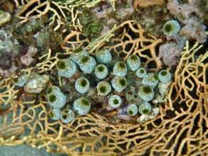 Close-up of green tubular organisms, robust reef squirt (Atriolum robustum), on coral. Dive site