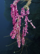 Fine pink mat sea squirt (Didemnum membranaceum), sea squirt hanging in deep water. Dive site