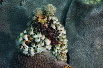 Underwater photograph of robust reef sea squirt (Atriolum robustum) on coral surface. Dive site SD,