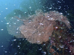 School of small fish swimming around large giant fan coral (Annella mollis) . Dive site Sweet Reef,